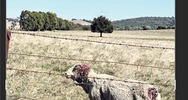 Animal welfare under the spotlight