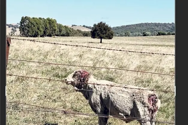 TAKE RESPONSIBILITY: Livestock producers who don\\u2019t take appropriate action to prevent and address animal welfare issues can face regulatory action, including prosecution.