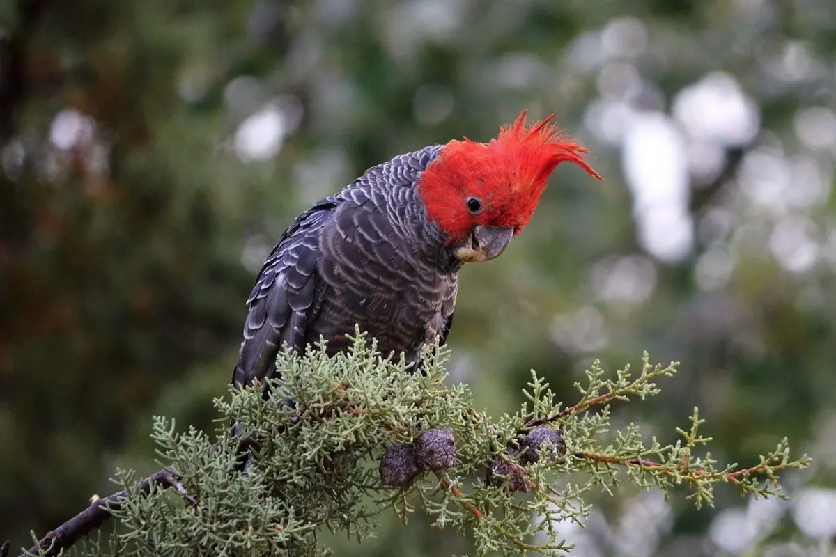 COCKIE CONCERN: The Gang-gang cockatoo is another endangered species known to find habitat in the area where the Meadow Creek Solar Farm is proposed. PHOTO: The Australian Museum