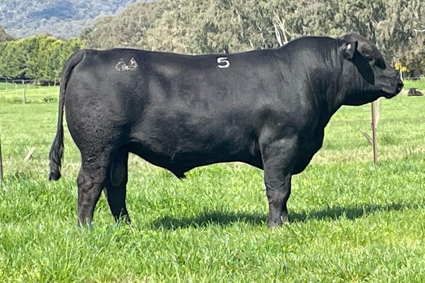 Angus Wolves From strength to strength at Alpine Angus