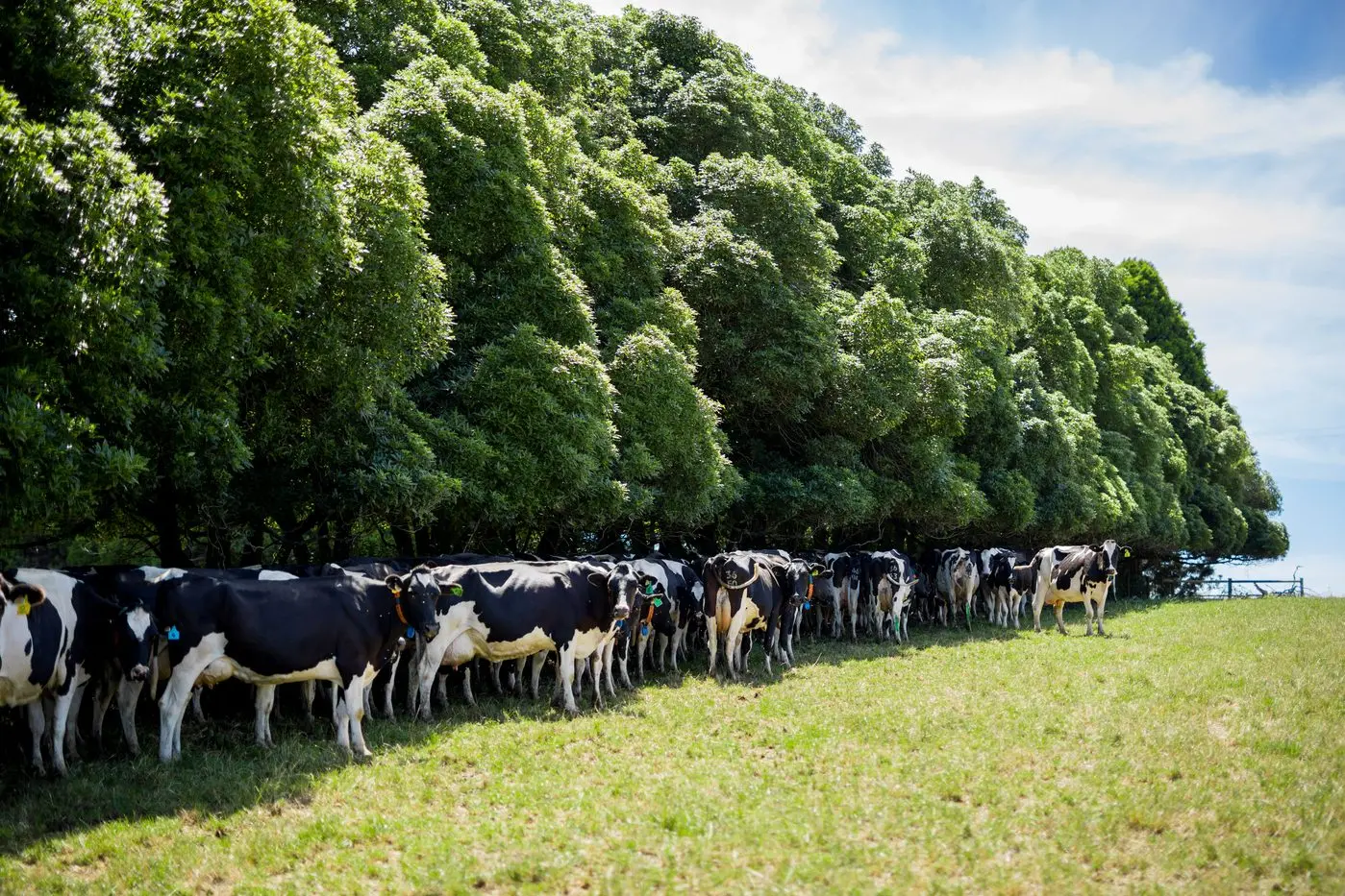 TRIALS: Dairy cows at the Ellinbank Smart Farm.