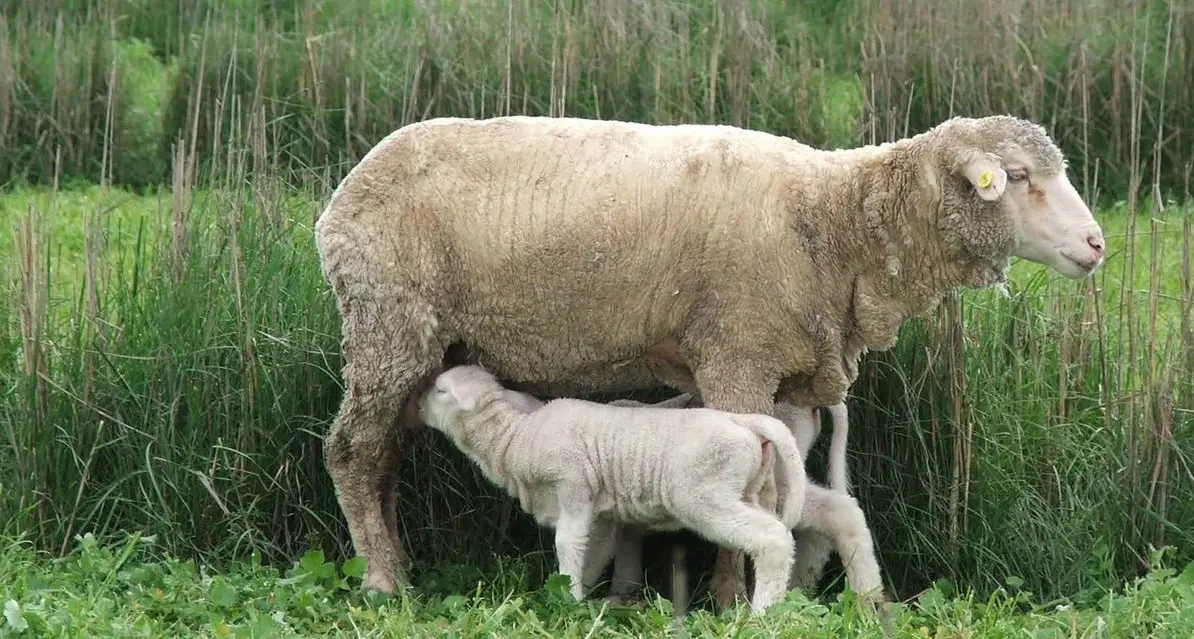 Twin lamb disease