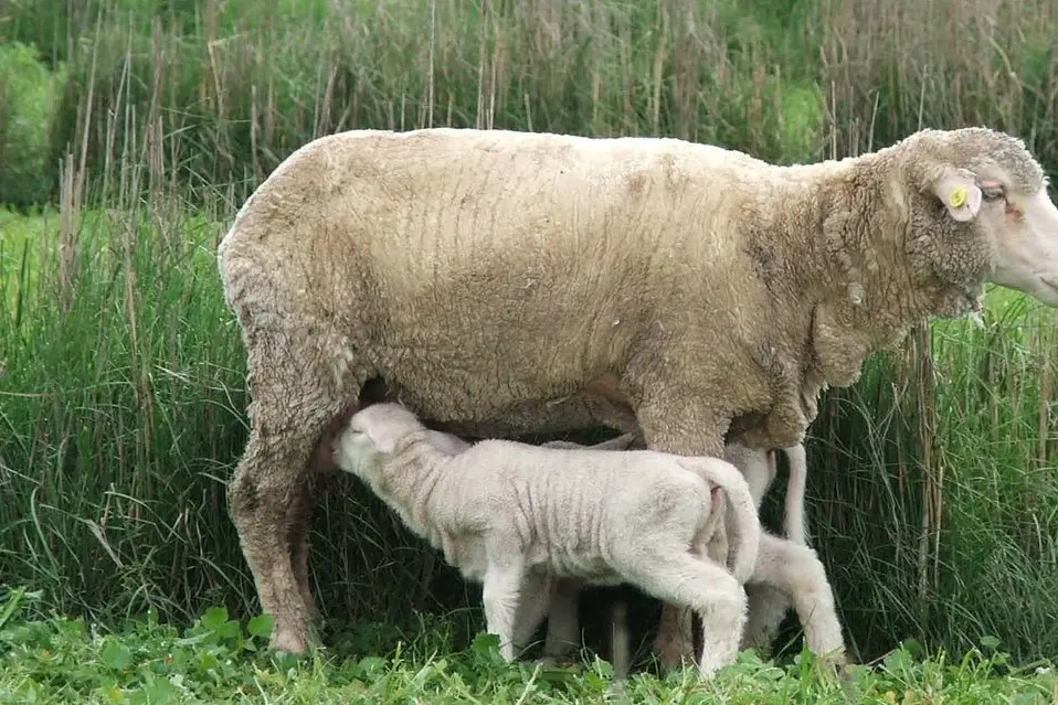 SUPPLEMENTARY FEED: Ewes pregnant with twins are at risk of pregnancy toxaemia if not provided with adequate energy intake.
