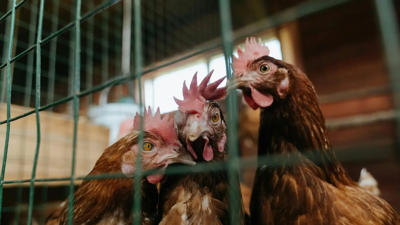 Realistic approach needed to caged-egg ban