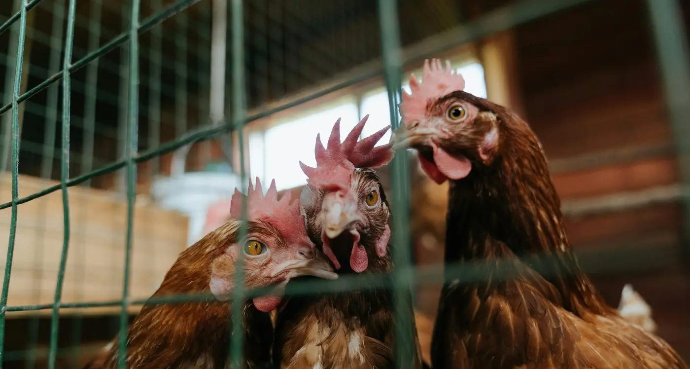Realistic approach needed to caged-egg ban