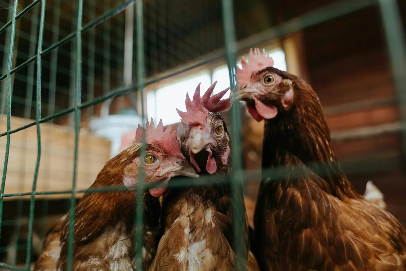 CHICKEN FARMING: Need has been highlighted for all three farming systems (caged, barn and free range) when it comes to egg production in order to maintain food security and food affordability. 