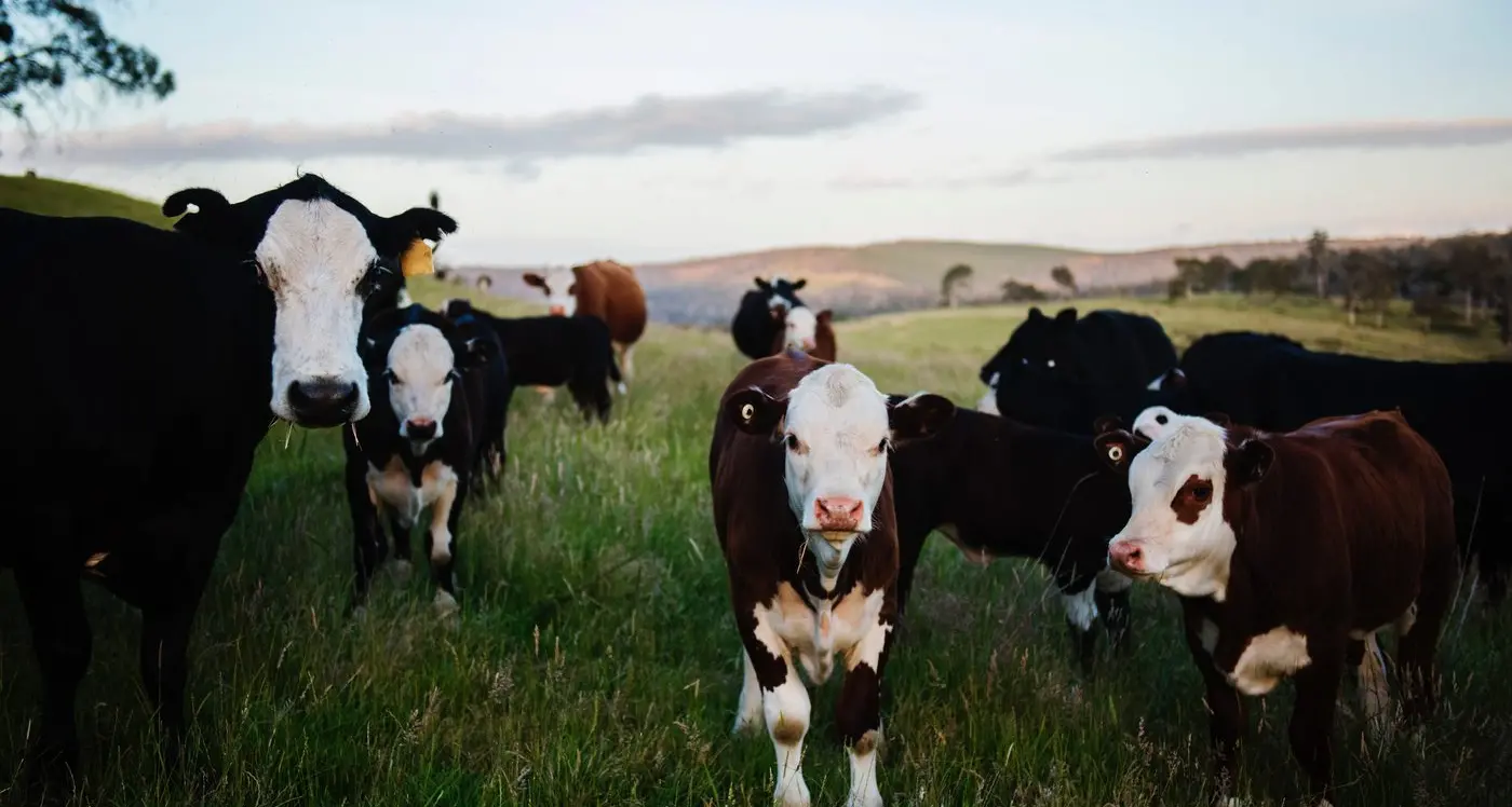 Livestock nutrition the way nature intended