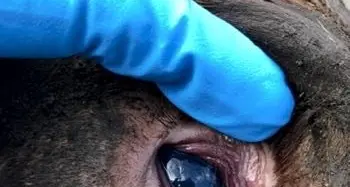 Nitrite poisoning in ruminants