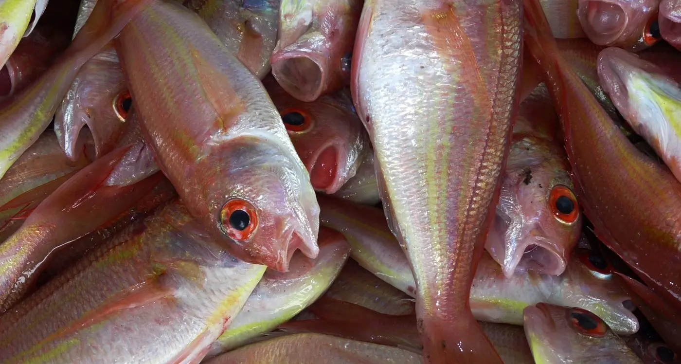 Port Phillip Bay commercial fishing by–catch limits announced