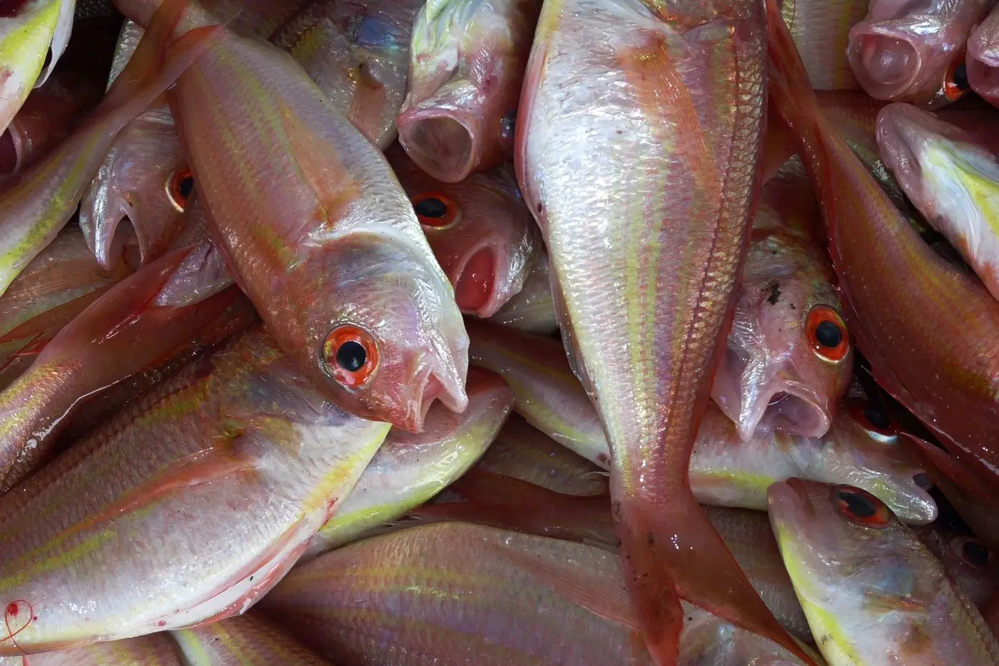 QUEST FOR SUSTAINABILITY: Only eight snapper long line fishery licences remain in Port Phillip Bay, in a bid to transition the region from commercial netting to recreational fishing. Id:21228