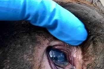  SUSCEPTIBLE RUMINANTS: Cyanotic mucous membranes in a yearling severely affected with nitrate/nitrite poisoning. Id:23497