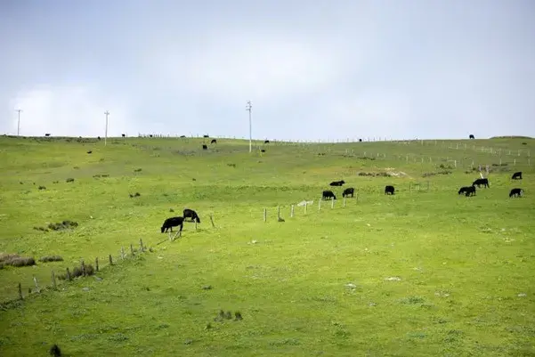 The Pros and Cons of Becoming a Farmer in Australia in 2026