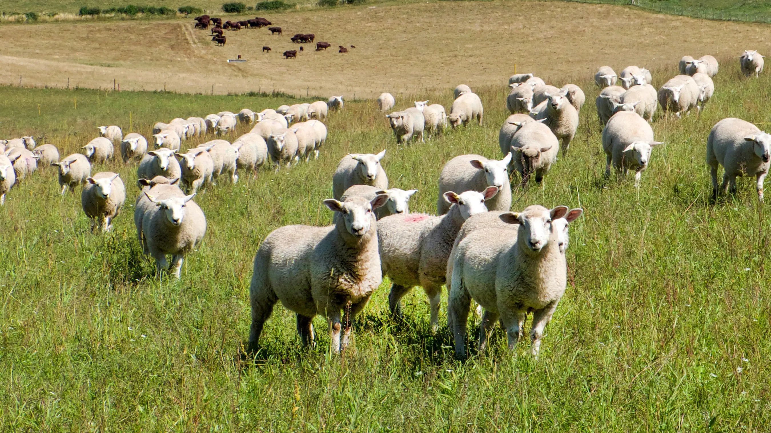 New laws to better protect animals