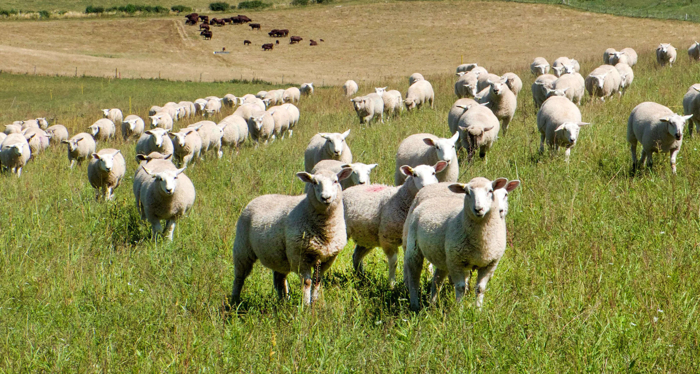 New laws to better protect animals