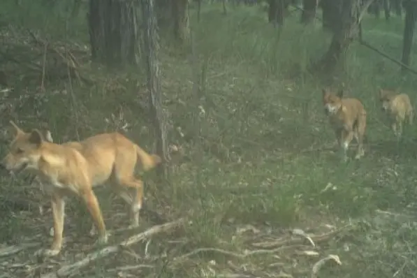 Defence against apex predator to gain resource